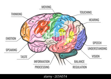 Carte fonctionnelle des zones cérébrales humaines isolée sur blanc. Illustration vectorielle. Illustration de Vecteur