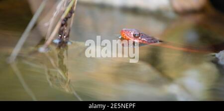 Piscine d'eau en Caroline du Nord avec un serpent d'eau à ventre rouge Banque D'Images