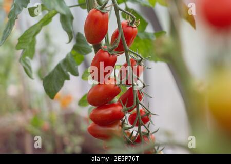 Un bouquet de tomates cerises sur une plante dans un serre Banque D'Images