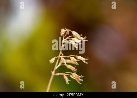 Belle fleur sèche sur fond flou, gros plan photo de fleur sèche Banque D'Images