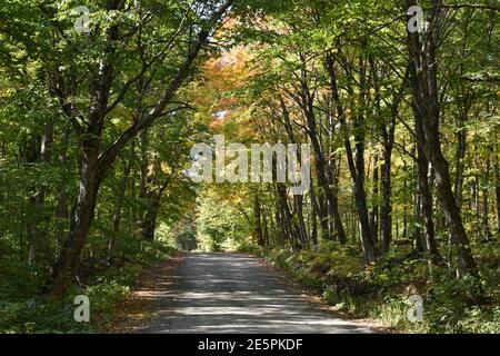 La route de la station en automne, Sainte-Apolline (Québec) Banque D'Images