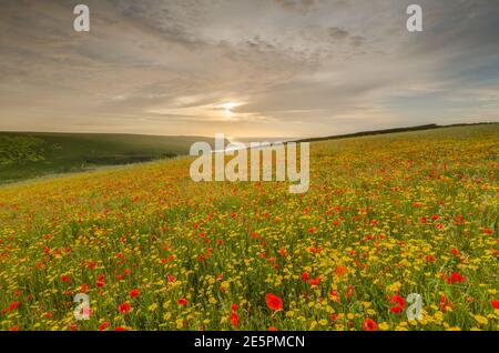 Champ de coquelicots et Marigolds Banque D'Images