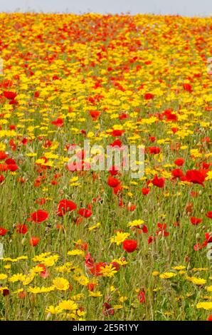 Mer des coquelicots et des Marigolds Banque D'Images