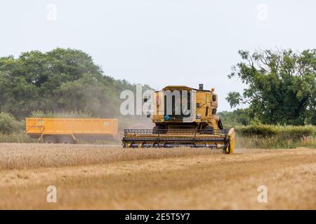 Woodbridge, Suffolk, Royaume-Uni août 02 2020 : la moissonneuse-batteuse récolte du blé mûr - agriculture, agriculture, alimentation, concept de récolte Banque D'Images