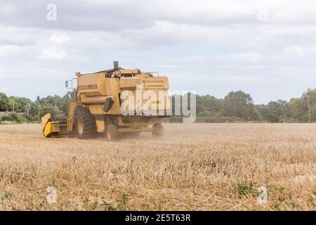 Woodbridge, Suffolk, Royaume-Uni août 02 2020 : la moissonneuse-batteuse récolte du blé mûr - agriculture, agriculture, alimentation, concept de récolte Banque D'Images