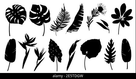 Ensemble de silhouettes noires de feuilles tropicales, palmiers, plantes, fleurs, bananiers, monstère. Plantes exotiques botaniques éléments. Illustration dessinée à la main isolée sur fond blanc Illustration de Vecteur