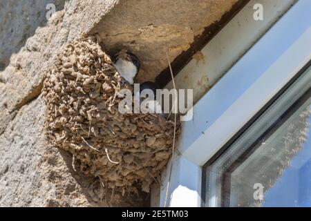 Maison martins (Delichon urbicum) bâtiment Nest, Northumberland, Royaume-Uni Banque D'Images