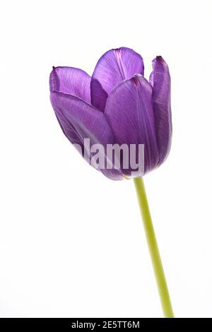 Gros plan sur la tête de fleur d'une seule magnifique Mauve Tulipe sur fond blanc Uni Banque D'Images