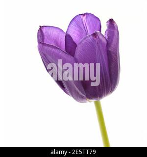 Gros plan sur la tête de fleur d'une seule magnifique Mauve Tulipe sur fond blanc Uni Banque D'Images