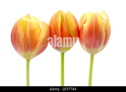 Gros plan sur les têtes de fleurs de trois magnifiques Pink Et Tulips jaunes sur un fond blanc Uni Banque D'Images