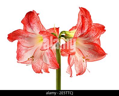 Belle fleur d'Amaryllis rose, rouge et blanc photographiée sur fond blanc Uni Banque D'Images