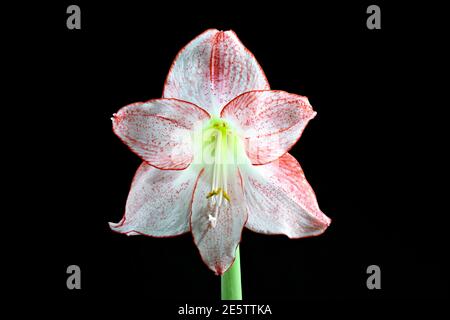 Belle fleur d'Amaryllis rose et blanc photographiée sur fond noir Uni. La variété est appelée Apple Blossom Banque D'Images