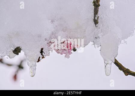 Neige sur fleurs de boule de neige d'hiver Banque D'Images