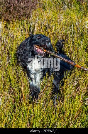 Chien de fard de travail avec cheveux noirs et poitrine blanche en campagne jouant avec un bâton sur une promenade à la campagne. Banque D'Images