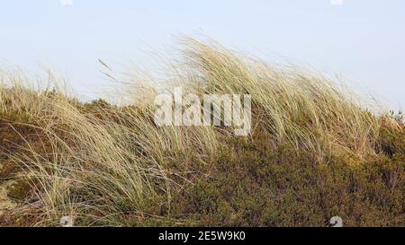 Pelouse de plage et Crowberry dans les dunes de Sylt Banque D'Images