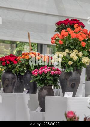 Varsovie, Pologne - 01 juin 2019 : belles roses romantiques dans des vases en argile noire lors de l'exposition de roses en Pologne. Exposition Royal Bath. Est Banque D'Images