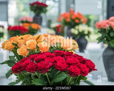 Varsovie, Pologne - 01 juin 2019 : belles roses romantiques dans des vases en argile noire lors de l'exposition de roses en Pologne. Exposition Royal Bath. Est Banque D'Images