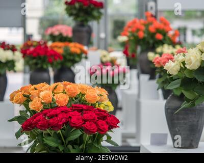 Varsovie, Pologne - 01 juin 2019 : belles roses romantiques dans des vases en argile noire lors de l'exposition de roses en Pologne. Exposition Royal Bath. Est Banque D'Images