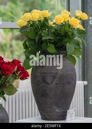 Varsovie, Pologne - 01 juin 2019 : belles roses romantiques dans des vases en argile noire lors de l'exposition de roses en Pologne. Exposition Royal Bath. Est Banque D'Images