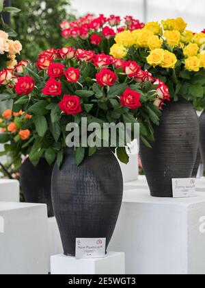 Varsovie, Pologne - 01 juin 2019 : belles roses romantiques dans des vases en argile noire lors de l'exposition de roses en Pologne. Exposition Royal Bath. Est Banque D'Images