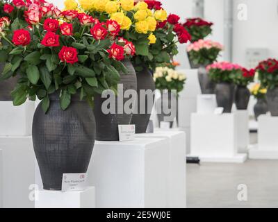 Varsovie, Pologne - 01 juin 2019 : belles roses romantiques dans des vases en argile noire lors de l'exposition de roses en Pologne. Exposition Royal Bath. Est Banque D'Images