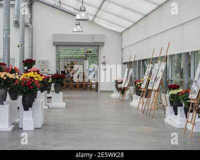 Varsovie, Pologne - 01 juin 2019 : belles roses romantiques dans des vases en argile noire lors de l'exposition de roses en Pologne. Exposition Royal Bath. Est Banque D'Images