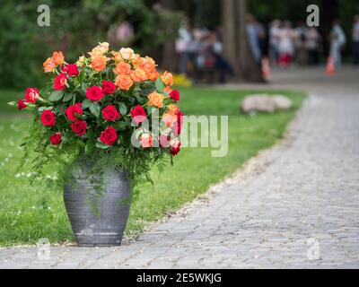 Varsovie, Pologne - 01 juin 2019 : belles roses romantiques dans des vases en argile noire en Pologne. Parc Royal Bath. Europe de l'est. Banque D'Images