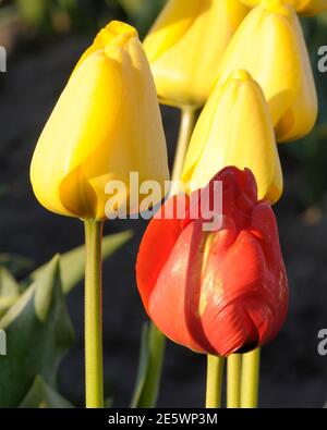 Soleil du matin sur des tulipes rouges et jaunes au 2011 Festival des tulipes de la vallée de Skagit Banque D'Images