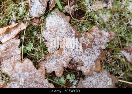 Automne feuilles tombées couché sur l'herbe verte dans la neige de gros plan Banque D'Images