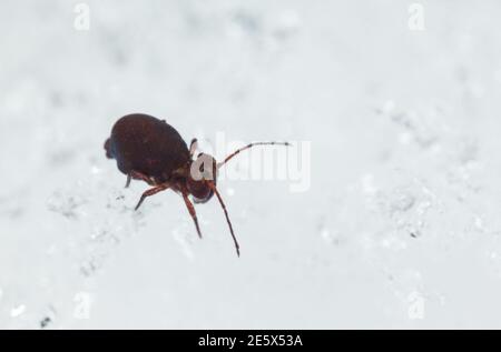 Queue de printemps globulaire marchant sur la neige (Dicyrtoma fuscus) Banque D'Images