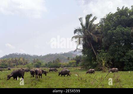 Vue sur un champ dans le sud de l'Inde avec des buffles et palmiers Banque D'Images