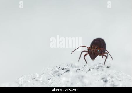 Queue de printemps globulaire marchant sur la neige (Dicyrtoma fuscus) Banque D'Images