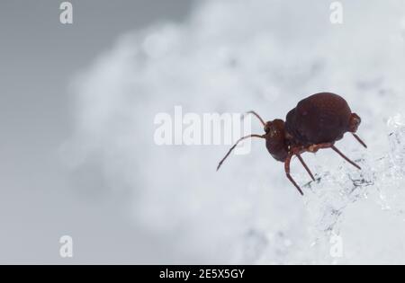 Queue de printemps globulaire marchant sur la neige (Dicyrtoma fuscus) Banque D'Images