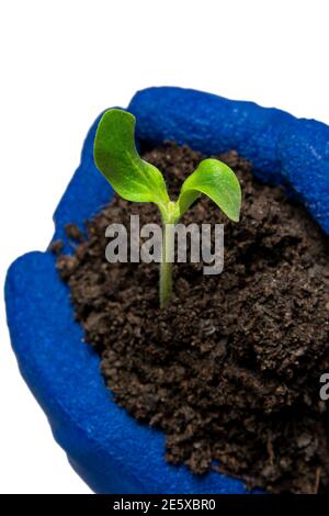 Tir vertical d’un bébé courgette tenu dans les mains gantées bleues d’un jardinier isolées sur du blanc. Banque D'Images