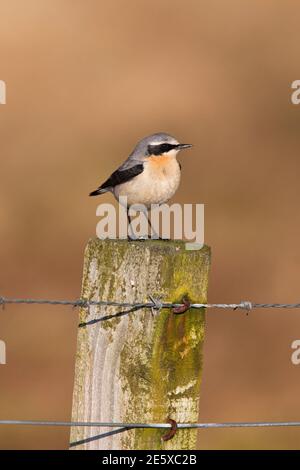 Wheatear (Oenanthe oenanthe) homme, Islay, Écosse, Royaume-Uni Banque D'Images