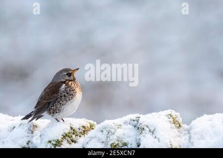 Champ (Turdus pilaris) dans la neige, parc national de Northumberland, Royaume-Uni Banque D'Images