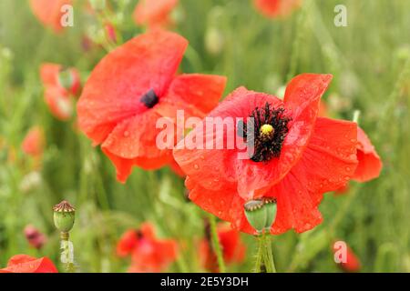 Fleurs de coquelicot sauvages rouge vif mouillées par la pluie, détail gros plan Banque D'Images
