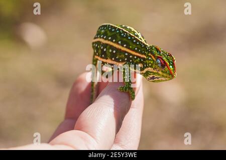 Campan caméléon à petits joyaux - Furcifer campani - reposant sur la main blanche de l'homme. Les caméléons sont endémiques à Madagascar et peuvent être vus à Andringitra Nat Banque D'Images