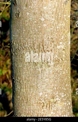 Frêne (fraxinus excelsior), gros plan de la texture encore lisse de l'écorce sur un jeune arbre. Banque D'Images