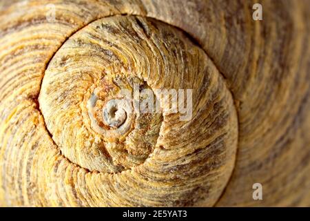 Gros plan d'une petite taille de coquillage, montrant sa construction en spirale et le détail complexe de sa texture de surface. Banque D'Images