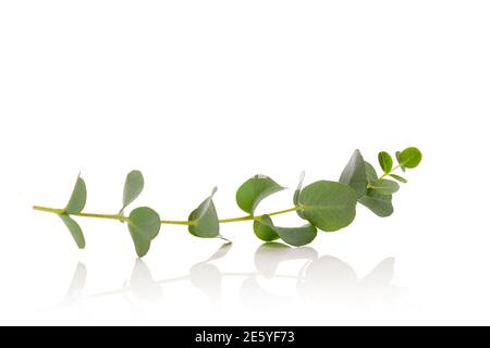 Feuilles d'eucalyptus fraîches isolées sur fond blanc. Banque D'Images