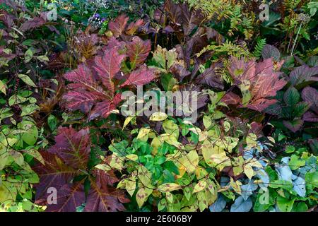 Automne dans le jardin,plantes vivaces feuillage,feuilles,pulmonaria,rodgersia,persicaria,changement de couleurs,automne,couleurs,RM Floral Banque D'Images