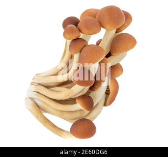 Champignons shimeji frais (hêtre brun) isolés sur fond blanc. Gros plan sur le groupe de champignons Banque D'Images