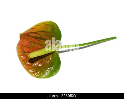 Feuille rouge et fleur de la fleur de flamango Anthurium sp. Isolée sur fond blanc Banque D'Images