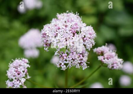 Plante valériane commune rose à fleurs valeriana sambucifolia Banque D'Images