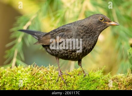 Blackbird, (Nom scientifique: Turdus merula) gros plan d'une femelle en alerte avec un plumage brun foncé en hiver, faisant face à la droite et perçant sur la mousse Banque D'Images