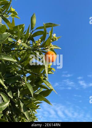 Mandarine sur un arbre en fleur. Branche avec des fruits de mandarine sur le fond du ciel. Banque D'Images