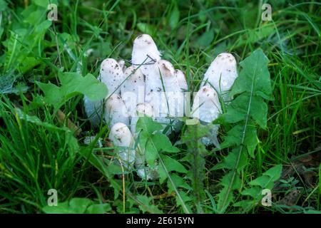 Groupe de champignons à tête d'encre déchiquetés dans l'herbe de Coprinus comatus, Shaggy Mane, Shaggy Inkcap, Lawyer’s Wig, Coprin chevelu, Schopfttintling, Agarico chi Banque D'Images