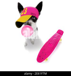 cool look décontracté chien de poodle portant une casquette ou un chapeau de baseball , sportif et de la tenue , prêt pour une marche et la laisse, sur un skateboard Banque D'Images