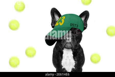 cool look décontracté français chien bulldog jouant au tennis avec chapeau ou chapeau , sportif et ajusté , isolé sur fond blanc Banque D'Images